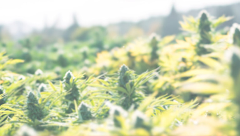 Cannabis