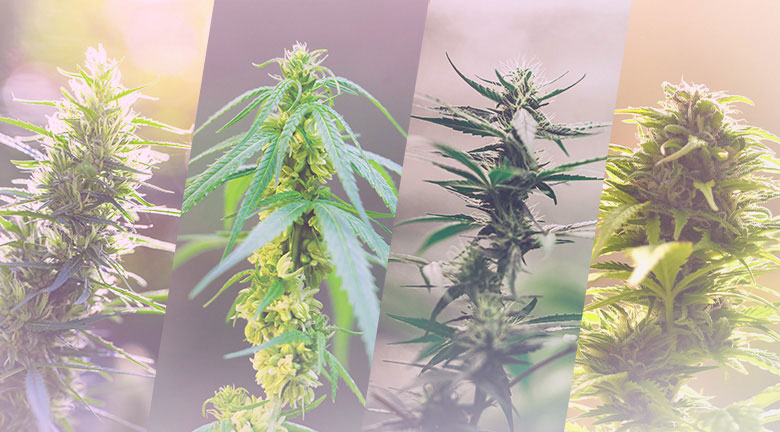 Cannabis strains